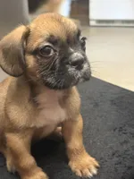Rome, a male French Bulldog and Shih Tzu for sale in Portsmouth, VA – 2 of 4
