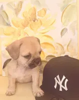 Cocoa , a female French Bulldog and Shih Tzu for sale in Portsmouth, VA – 4 of 4