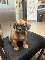 Rome, a male French Bulldog and Shih Tzu for sale in Portsmouth, VA – 4 of 4