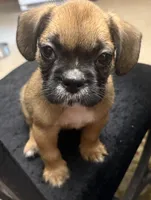 Rome, a male French Bulldog and Shih Tzu for sale in Portsmouth, VA – 3 of 4