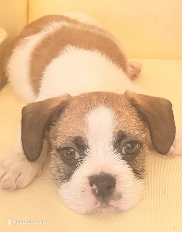 Sebastian  – French Bulldog, Shih Tzu puppy for sale in Portsmouth, VA