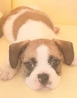 Sebastian , a male French Bulldog and Shih Tzu for sale in Portsmouth, VA – 1 of 6