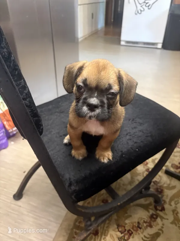 Rome – French Bulldog, Shih Tzu puppy for sale in Portsmouth, VA
