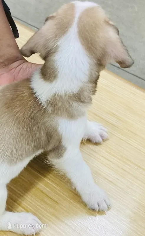 Titus  – French Bulldog, Shih Tzu puppy for sale in Portsmouth, VA