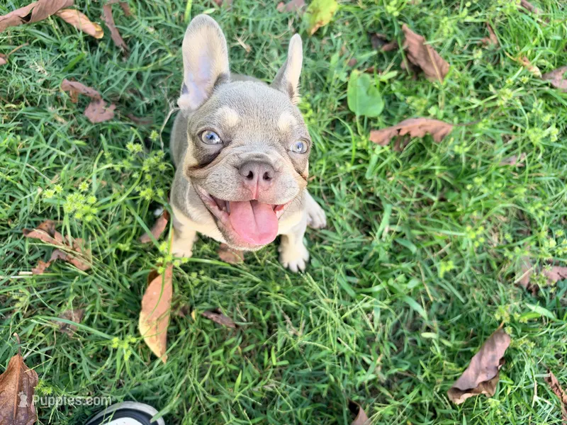 Jamoncito  – French Bulldog puppy for sale in Miami, FL