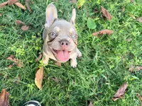 Jamoncito , a male French Bulldog for sale in Miami, FL – 1 of 6