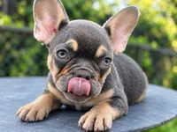 Jamoncito , a male French Bulldog for sale in Miami, FL – 6 of 6