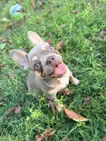 Jamoncito , a male French Bulldog for sale in Miami, FL – 4 of 6