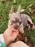 Jamoncito , a male French Bulldog for sale in Miami, FL – 2 of 6