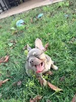 Jamoncito , a male French Bulldog for sale in Miami, FL – 3 of 6