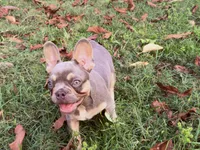 Jamoncito , a male French Bulldog for sale in Miami, FL – 5 of 6