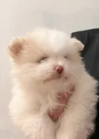 Cupcake , a male Pomeranian for sale in Avondale, AZ – 3 of 3