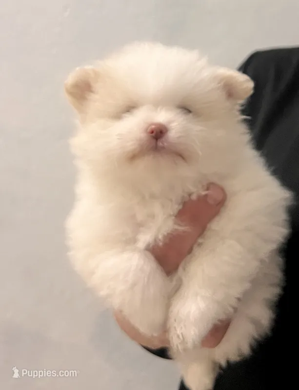 Cupcake  – Pomeranian puppy for sale in Avondale, AZ
