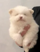 Cupcake , a male Pomeranian for sale in Avondale, AZ – 1 of 3