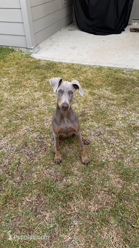 Dakota  – Doberman Pinscher puppy for sale in Spring, TX