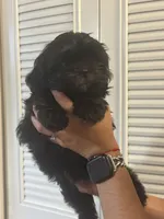 Nalah , a female Shih Tzu for sale in Frederick, MD – 3 of 4