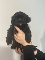 Nalah , a female Shih Tzu for sale in Frederick, MD – 4 of 4