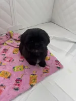 Jasper , a male Shih Tzu for sale in Frederick, MD – 4 of 5