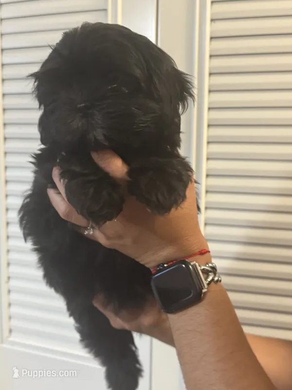 Nalah  – Shih Tzu puppy for sale in Frederick, MD