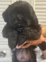 Jasper , a male Shih Tzu for sale in Frederick, MD – 5 of 5