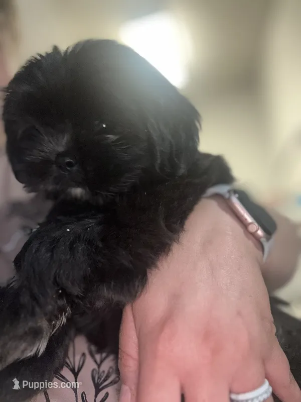 Jasper  – Shih Tzu puppy for sale in Frederick, MD