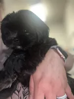 Jasper , a male Shih Tzu for sale in Frederick, MD – 1 of 5
