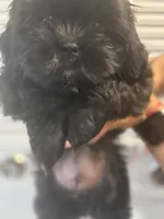 Jasper , a male Shih Tzu for sale in Frederick, MD – 3 of 5