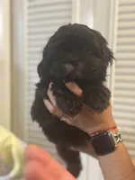Nalah , a female Shih Tzu for sale in Frederick, MD – 2 of 4