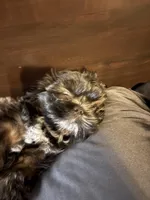 Kori Oliver, a male Shih Tzu for sale in Houston, TX – 3 of 5