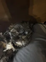Kori Oliver, a male Shih Tzu for sale in Houston, TX – 2 of 5