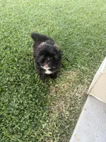 Kori Oliver, a male Shih Tzu for sale in Houston, TX – 5 of 5