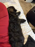 Kori Oliver, a male Shih Tzu for sale in Houston, TX – 4 of 5