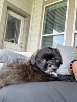 Kori Oliver, a male Shih Tzu for sale in Houston, TX – 1 of 5