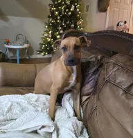 Luna, a female Boxer and Boerboel for sale in Duncan, OK – 1 of 6