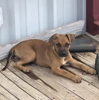 Luna, a female Boxer and Boerboel for sale in Duncan, OK – 5 of 6
