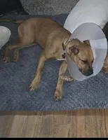 Luna, a female Boxer and Boerboel for sale in Duncan, OK – 4 of 6