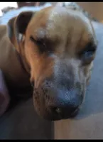 Luna, a female Boxer and Boerboel for sale in Duncan, OK – 3 of 6