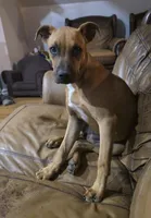 Luna, a female Boxer and Boerboel for sale in Duncan, OK – 2 of 6