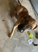 Luna, a female Boxer and Boerboel for sale in Duncan, OK – 6 of 6