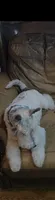 Tonto, a male Wire Fox Terrier for sale in Duncan, OK – 3 of 5