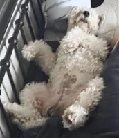 Tonto, a male Wire Fox Terrier for sale in Duncan, OK – 5 of 5