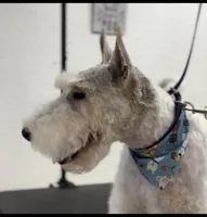 Tonto, a male Wire Fox Terrier for sale in Duncan, OK – 4 of 5