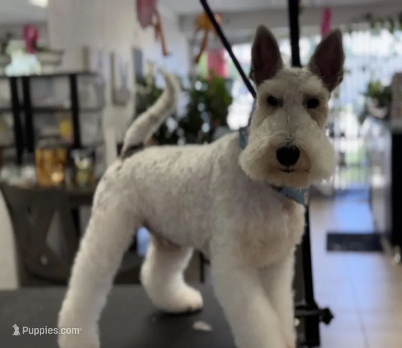 Tonto – Wire Fox Terrier puppy for sale in Duncan, OK