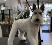 Tonto, a male Wire Fox Terrier for sale in Duncan, OK – 1 of 5