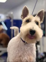 Tonto, a male Wire Fox Terrier for sale in Duncan, OK – 2 of 5