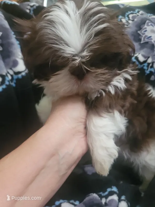 Chandler – Shih Tzu puppy for sale in Williamsport, MD