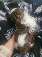 Chandler, a male Shih Tzu for sale in Williamsport, MD – Photo 2 of 2