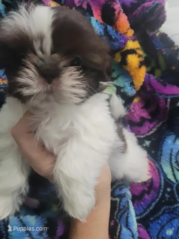 Marge – Shih Tzu puppy for sale in Williamsport, MD