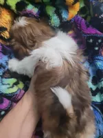 Lila, a female Shih Tzu for sale in Williamsport, MD – Photo 2 of 2