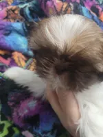 Lila, a female Shih Tzu for sale in Williamsport, MD – Photo 1 of 2